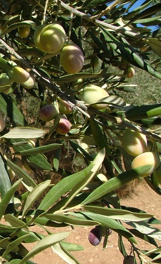 olice tree